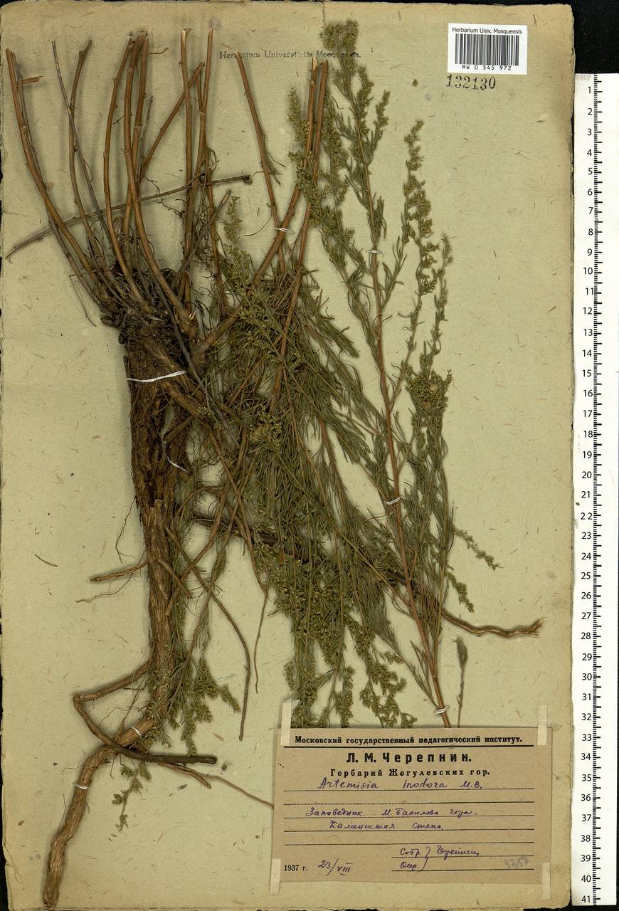 Artemisia absinthium L., Eastern Europe, Middle Volga region (E8) (Russia)