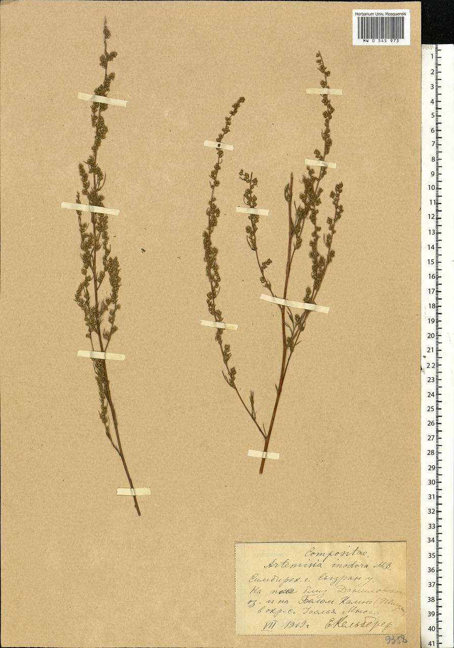 Artemisia absinthium L., Eastern Europe, Middle Volga region (E8) (Russia)