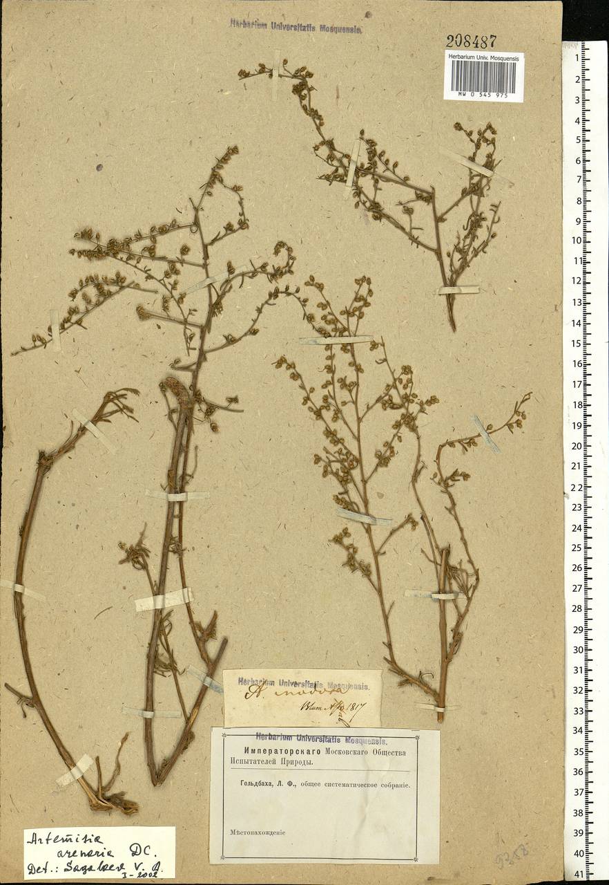 Artemisia absinthium L., Eastern Europe, Lower Volga region (E9) (Russia)