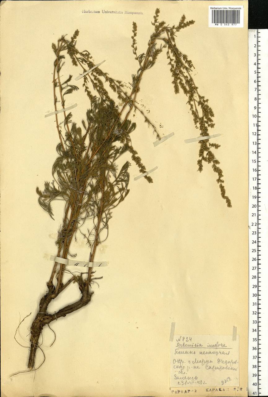 Artemisia absinthium L., Eastern Europe, Lower Volga region (E9) (Russia)