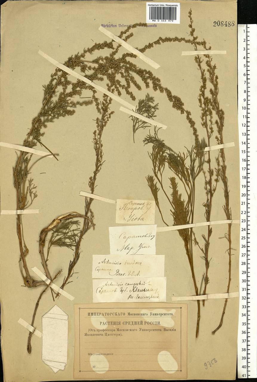 Artemisia absinthium L., Eastern Europe, Lower Volga region (E9) (Russia)