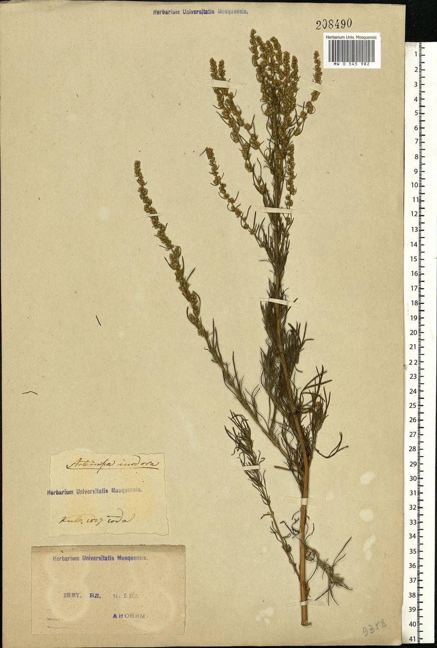 Artemisia absinthium L., Eastern Europe, North Ukrainian region (E11) (Ukraine)