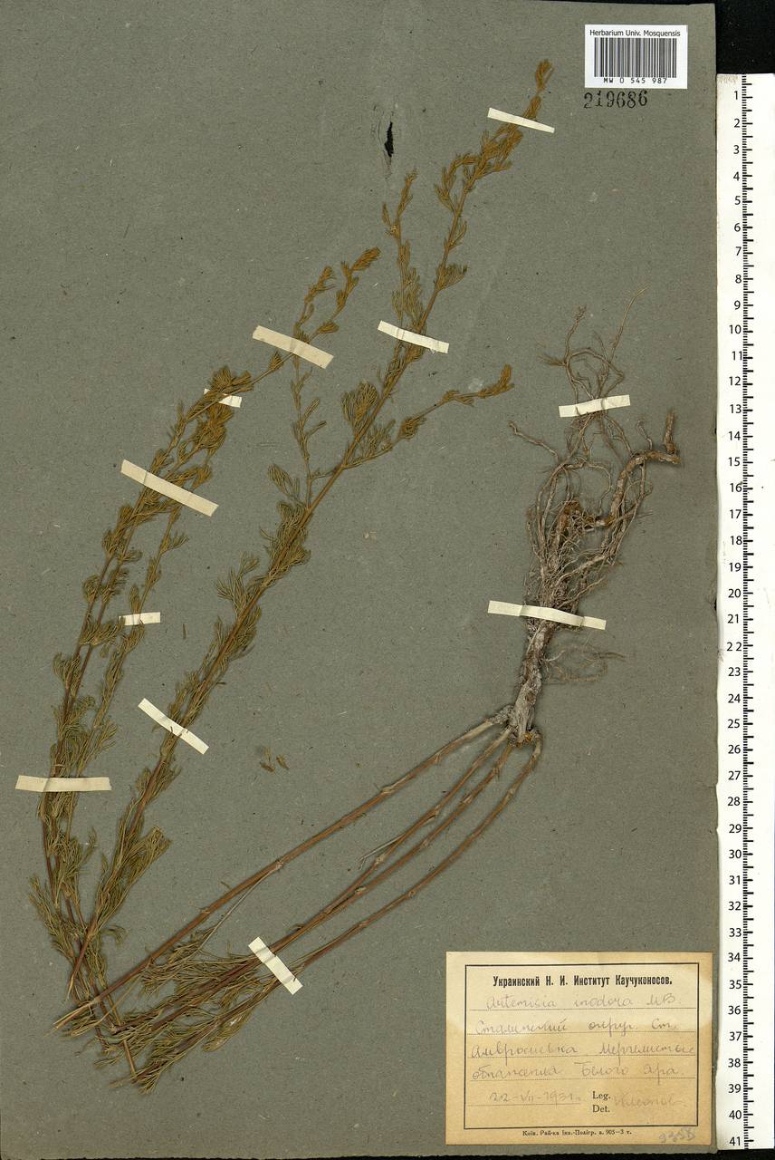 Artemisia absinthium L., Eastern Europe, South Ukrainian region (E12) (Ukraine)