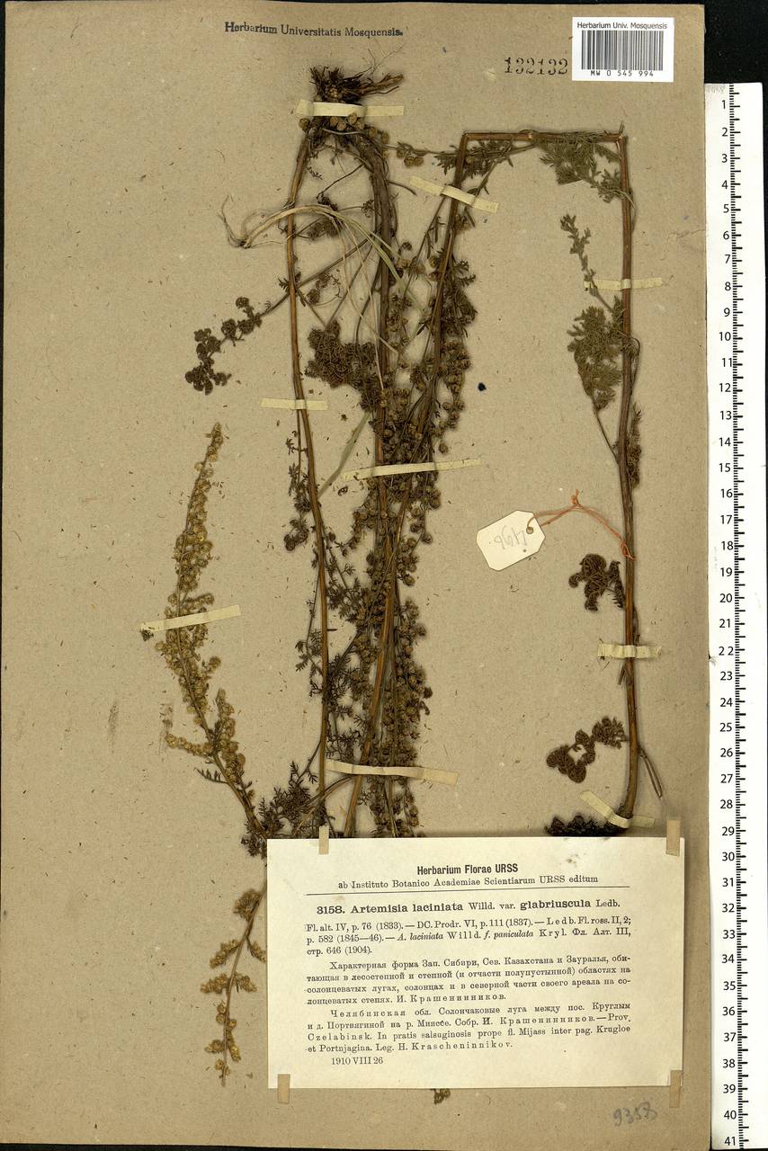 Artemisia latifolia Ledeb., Eastern Europe, Eastern region (E10) (Russia)