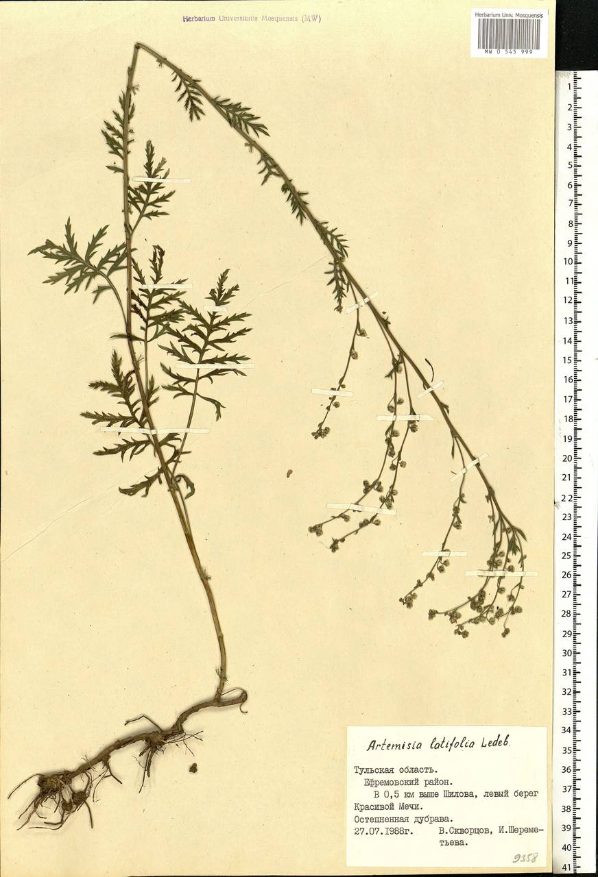 Artemisia latifolia Ledeb., Eastern Europe, Central region (E4) (Russia)