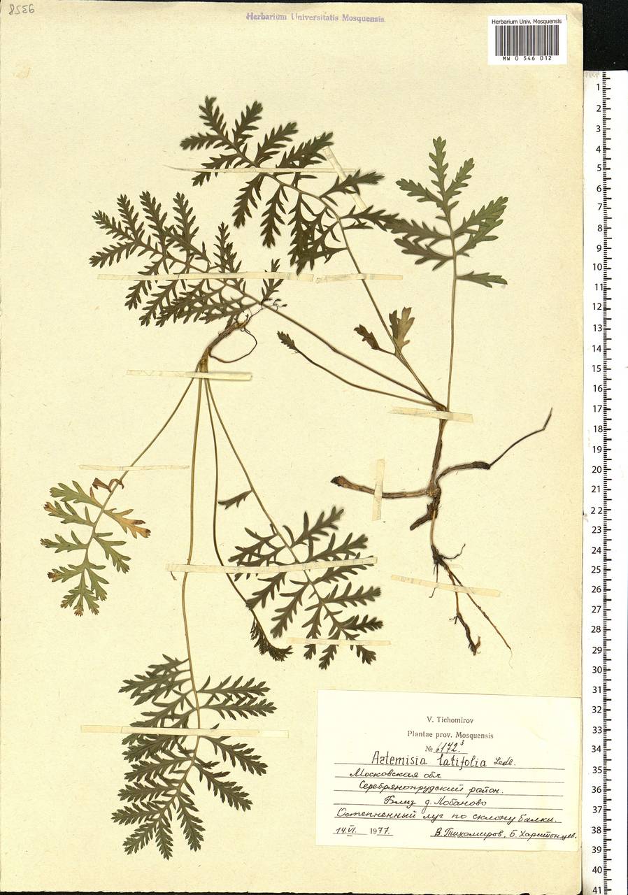 Artemisia latifolia Ledeb., Eastern Europe, Moscow region (E4a) (Russia)