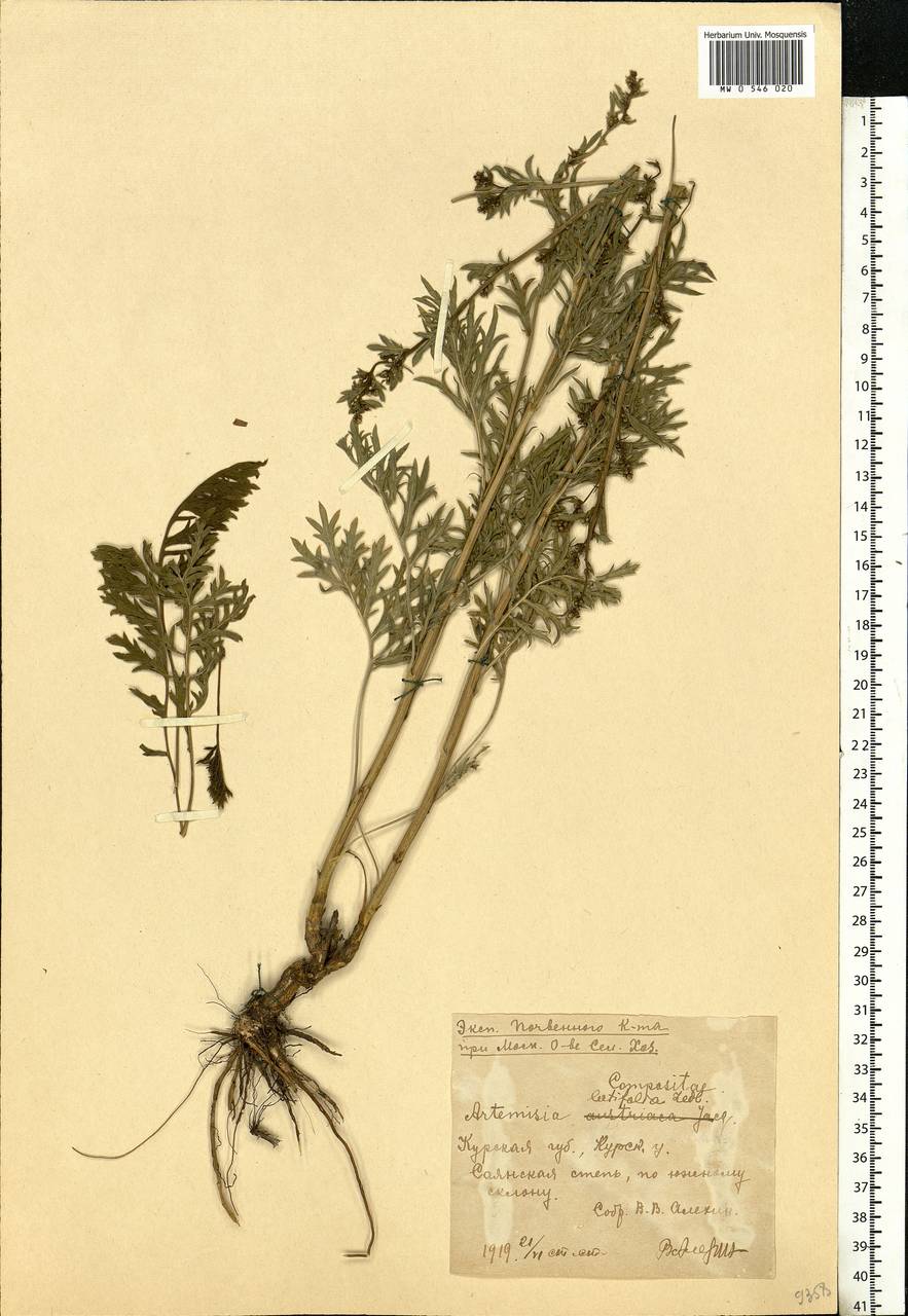 Artemisia latifolia Ledeb., Eastern Europe, Central forest-and-steppe region (E6) (Russia)
