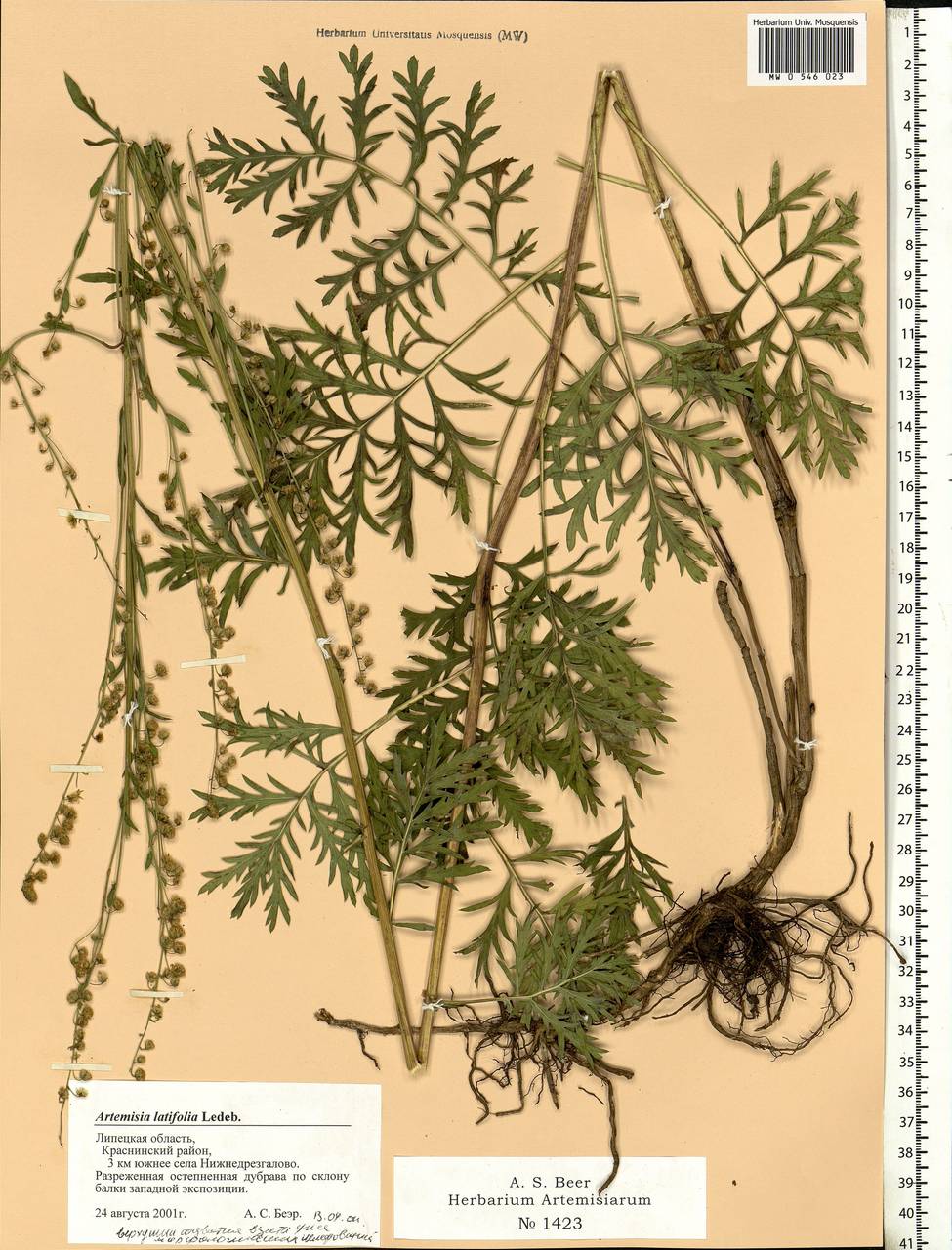 Artemisia latifolia Ledeb., Eastern Europe, Central forest-and-steppe region (E6) (Russia)