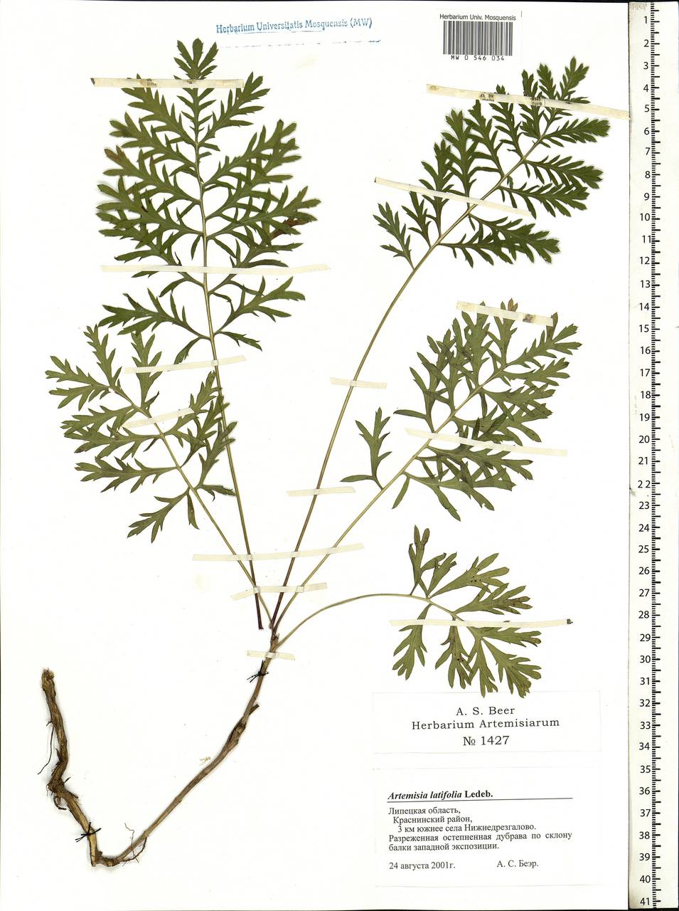 Artemisia latifolia Ledeb., Eastern Europe, Central forest-and-steppe region (E6) (Russia)