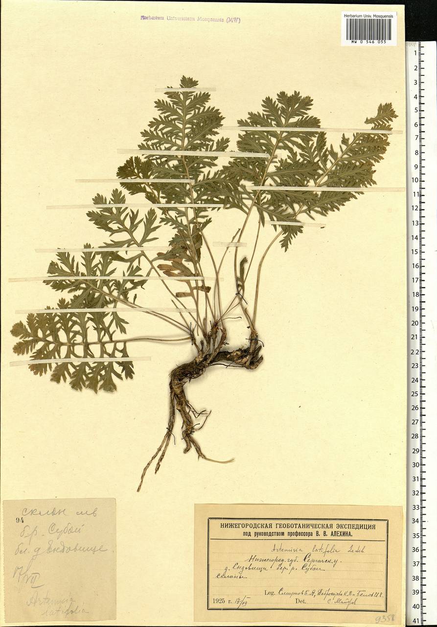 Artemisia latifolia Ledeb., Eastern Europe, Volga-Kama region (E7) (Russia)