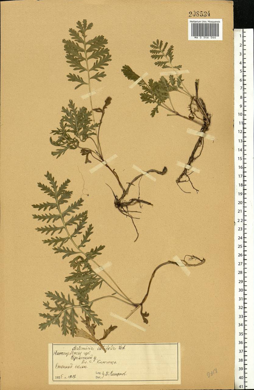 Artemisia latifolia Ledeb., Eastern Europe, Volga-Kama region (E7) (Russia)