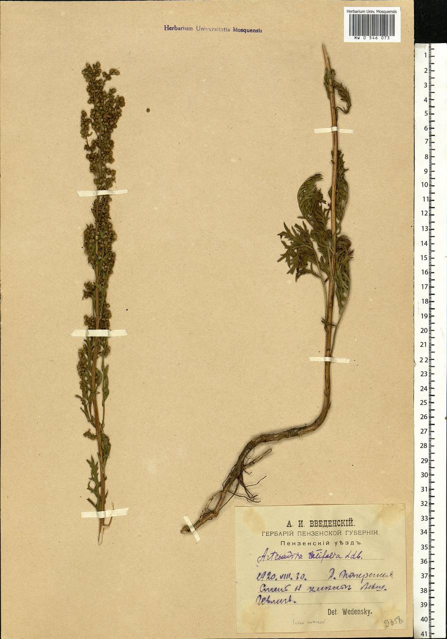 Artemisia latifolia Ledeb., Eastern Europe, Middle Volga region (E8) (Russia)