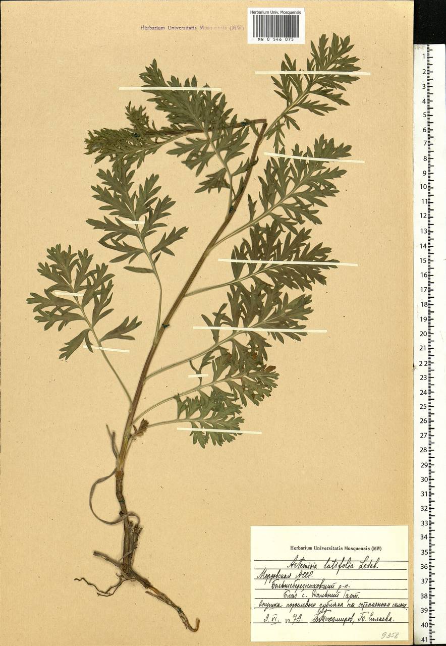 Artemisia latifolia Ledeb., Eastern Europe, Middle Volga region (E8) (Russia)