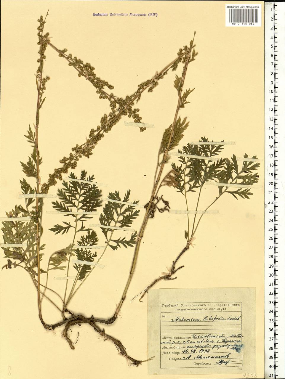 Artemisia latifolia Ledeb., Eastern Europe, Middle Volga region (E8) (Russia)