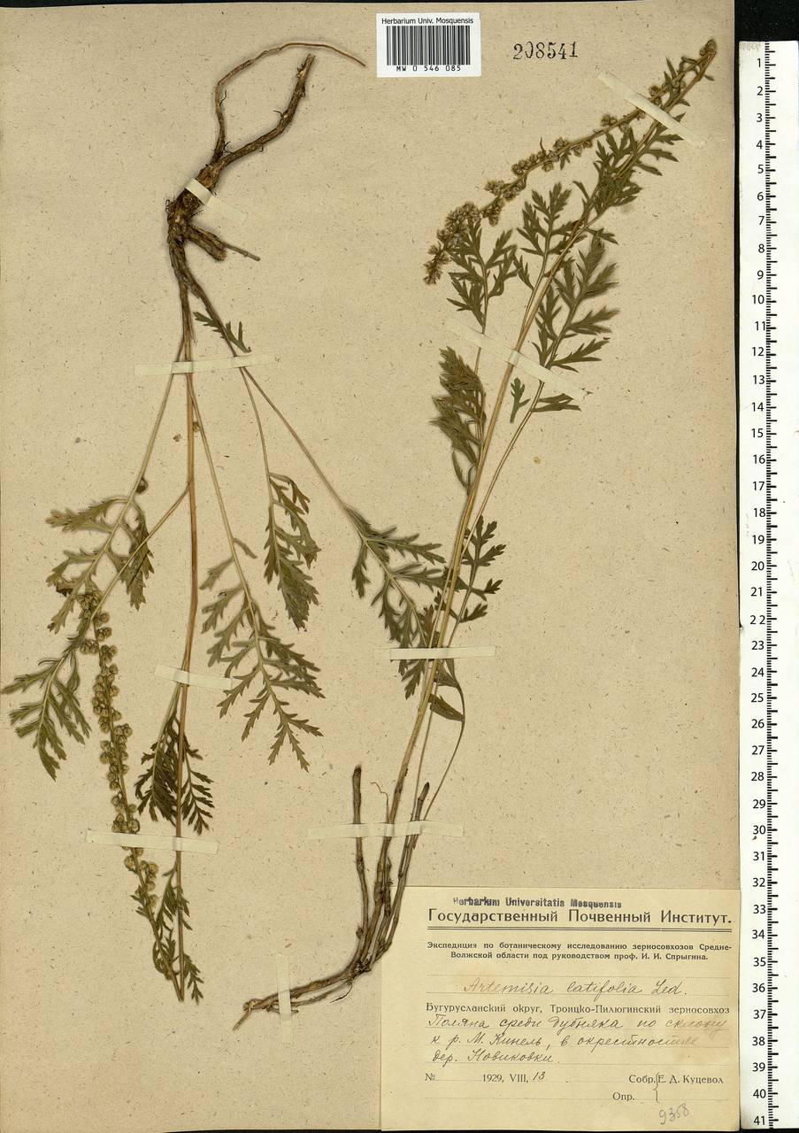 Artemisia latifolia Ledeb., Eastern Europe, Eastern region (E10) (Russia)