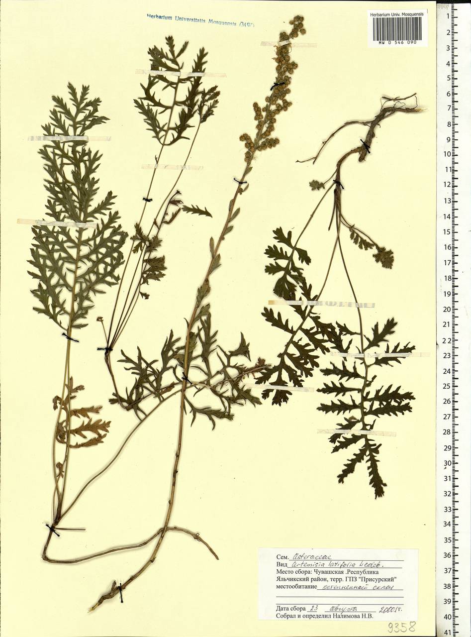 Artemisia latifolia Ledeb., Eastern Europe, Middle Volga region (E8) (Russia)