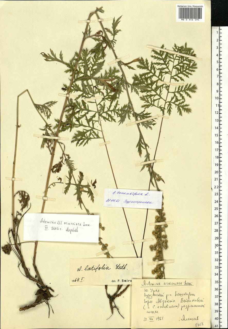 Artemisia latifolia Ledeb., Eastern Europe, Eastern region (E10) (Russia)