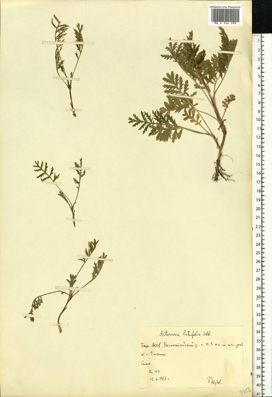 Artemisia latifolia Ledeb., Eastern Europe, Eastern region (E10) (Russia)