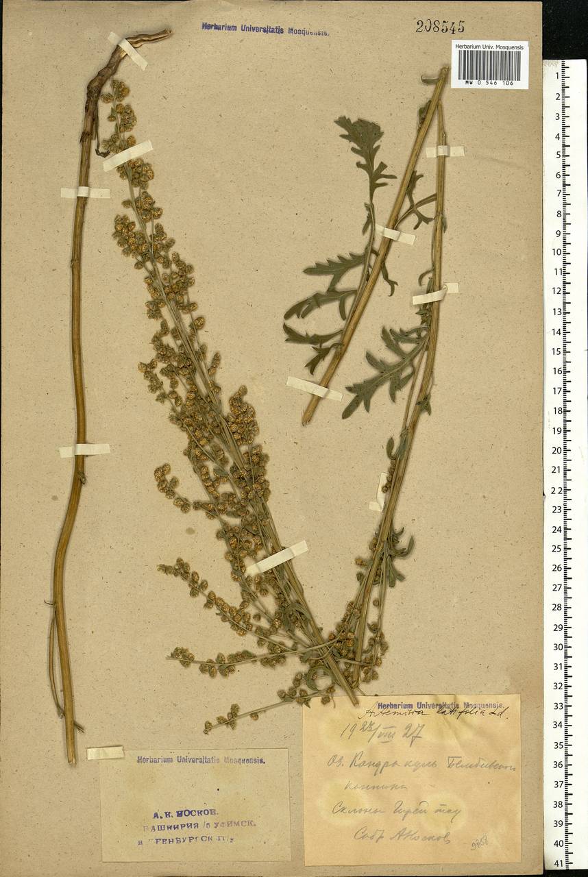 Artemisia latifolia Ledeb., Eastern Europe, Eastern region (E10) (Russia)