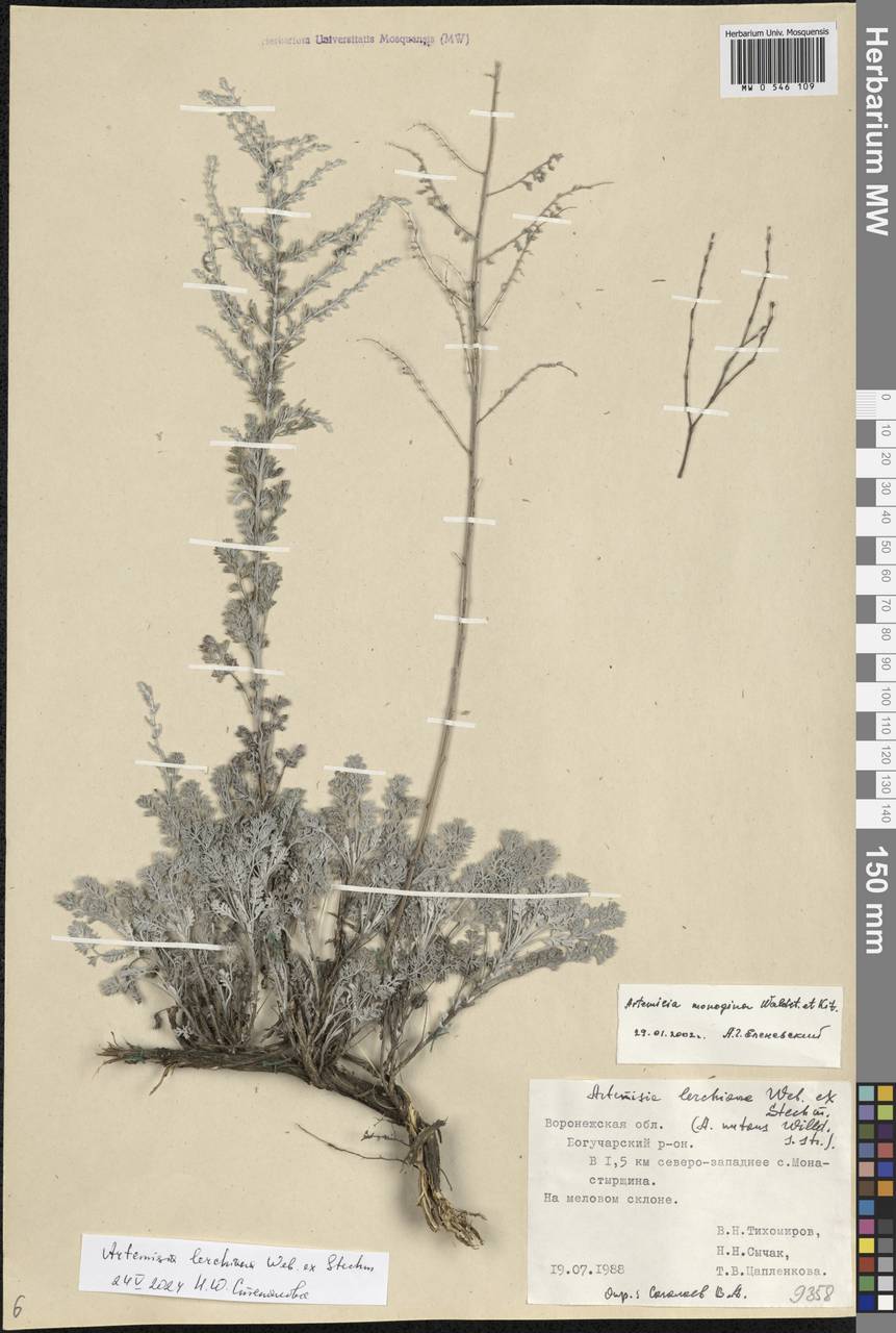 Artemisia lercheana Weber ex Stechm., Eastern Europe, Central forest-and-steppe region (E6) (Russia)