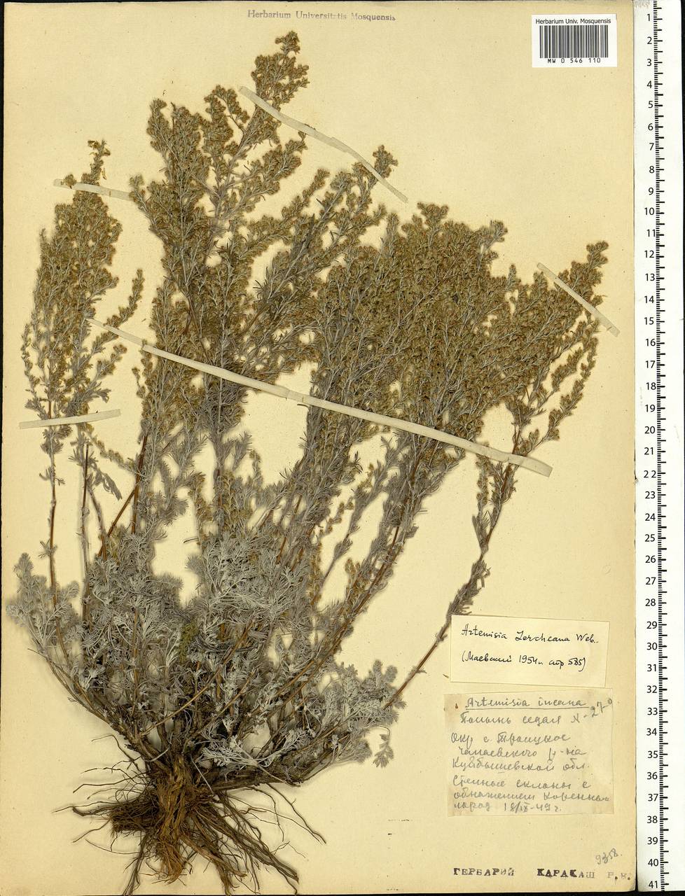 Artemisia lercheana Weber ex Stechm., Eastern Europe, Middle Volga region (E8) (Russia)