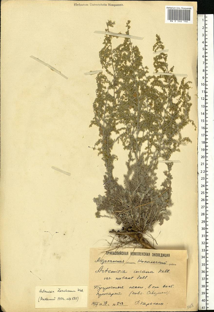 Artemisia lercheana Weber ex Stechm., Eastern Europe, Lower Volga region (E9) (Russia)