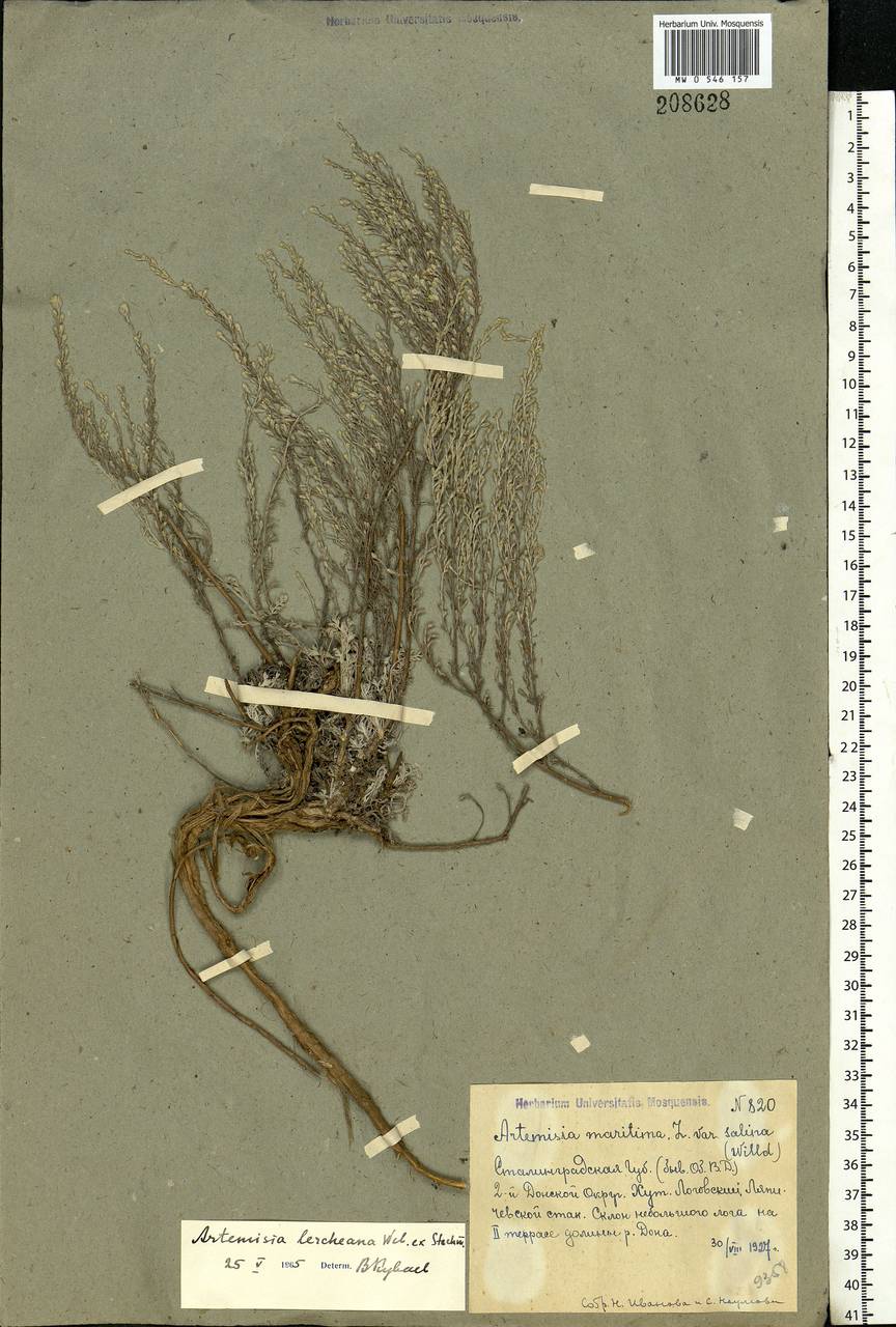 Artemisia lercheana Weber ex Stechm., Eastern Europe, Lower Volga region (E9) (Russia)