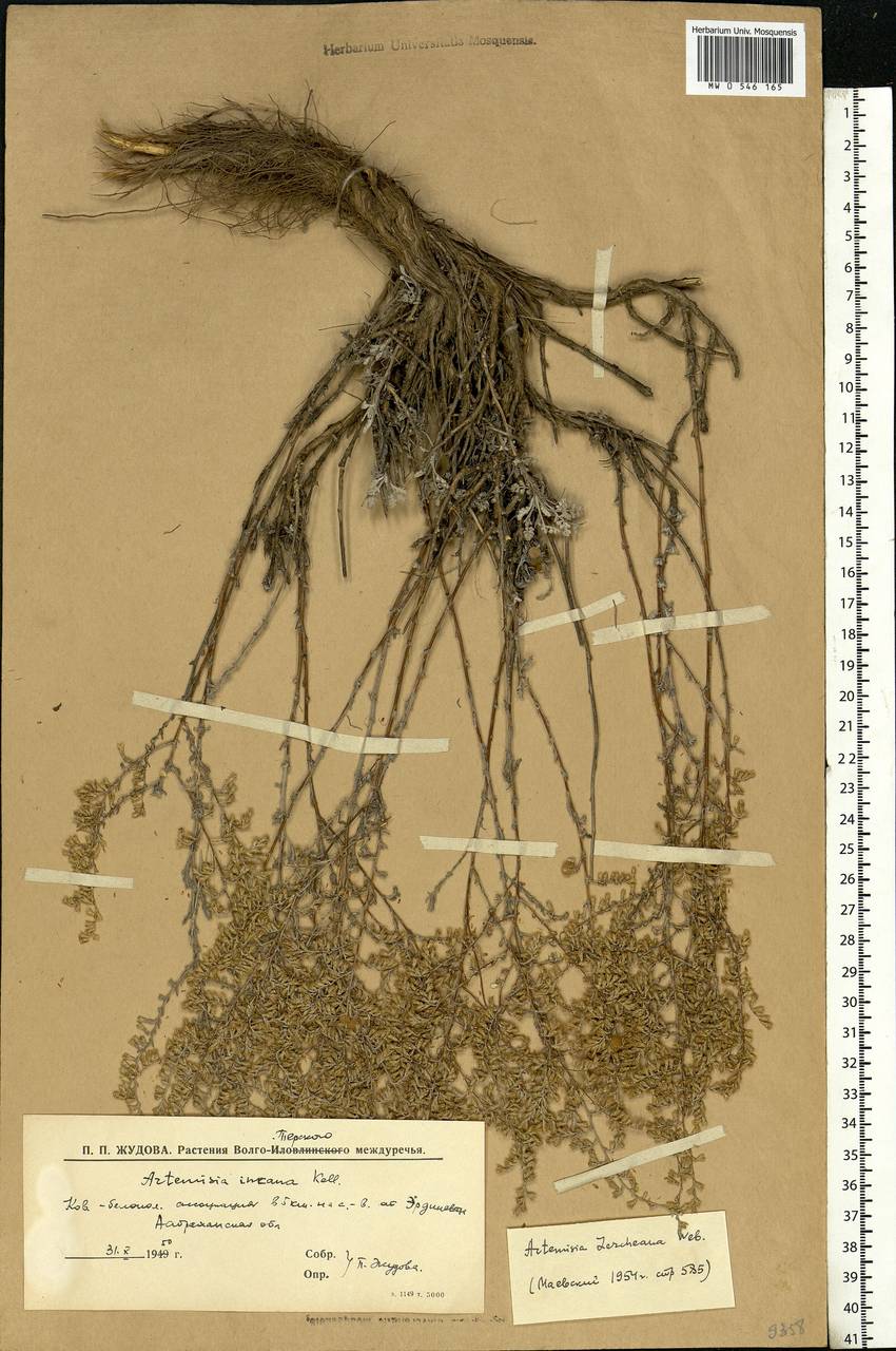 Artemisia lercheana Weber ex Stechm., Eastern Europe, Lower Volga region (E9) (Russia)