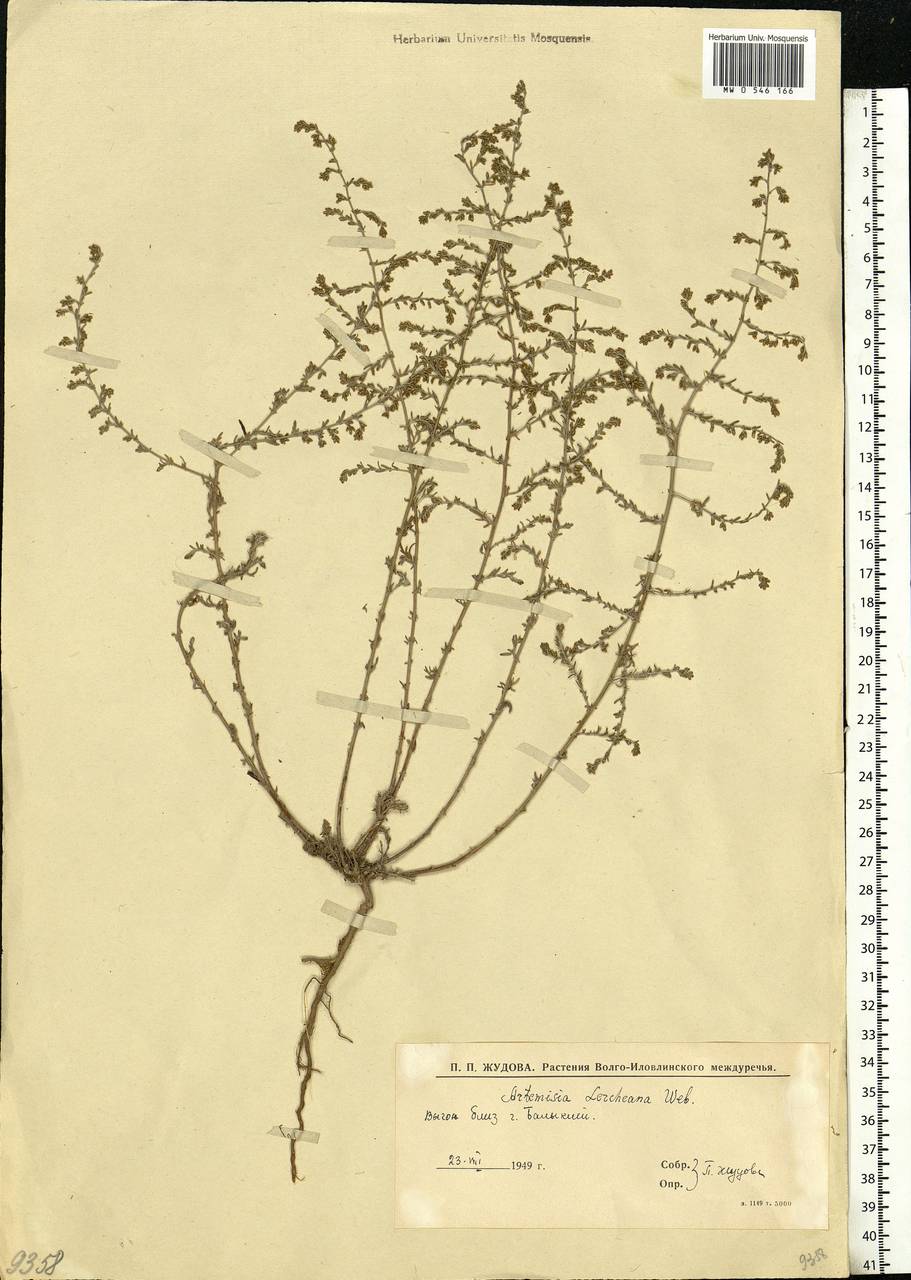 Artemisia lercheana Weber ex Stechm., Eastern Europe, Lower Volga region (E9) (Russia)