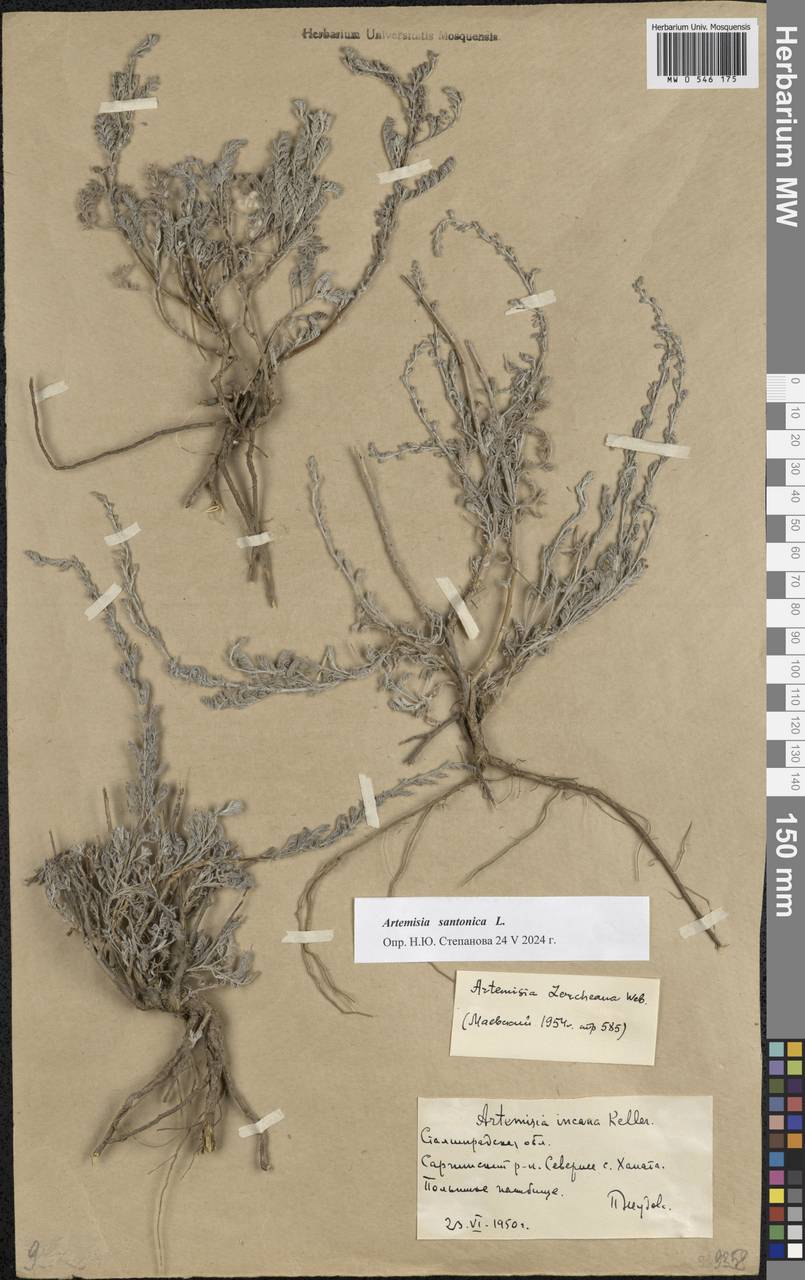 Artemisia caerulescens subsp. caerulescens, Eastern Europe, Lower Volga region (E9) (Russia)