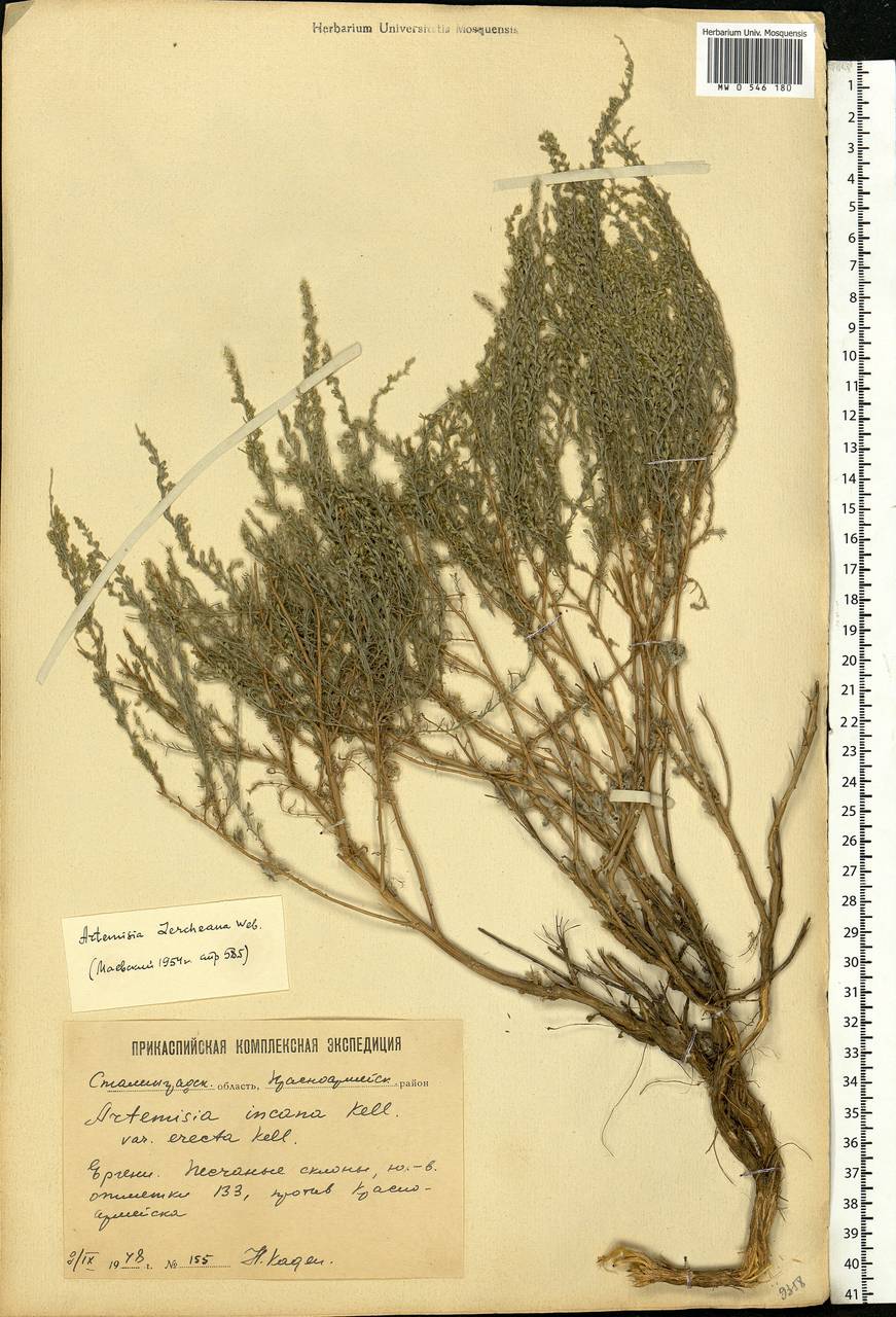 Artemisia lercheana Weber ex Stechm., Eastern Europe, Lower Volga region (E9) (Russia)