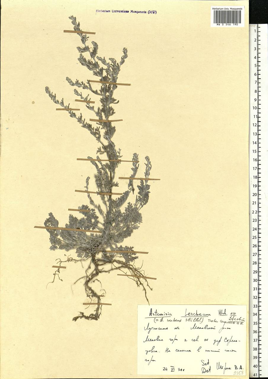 Artemisia lercheana Weber ex Stechm., Eastern Europe, North Ukrainian region (E11) (Ukraine)