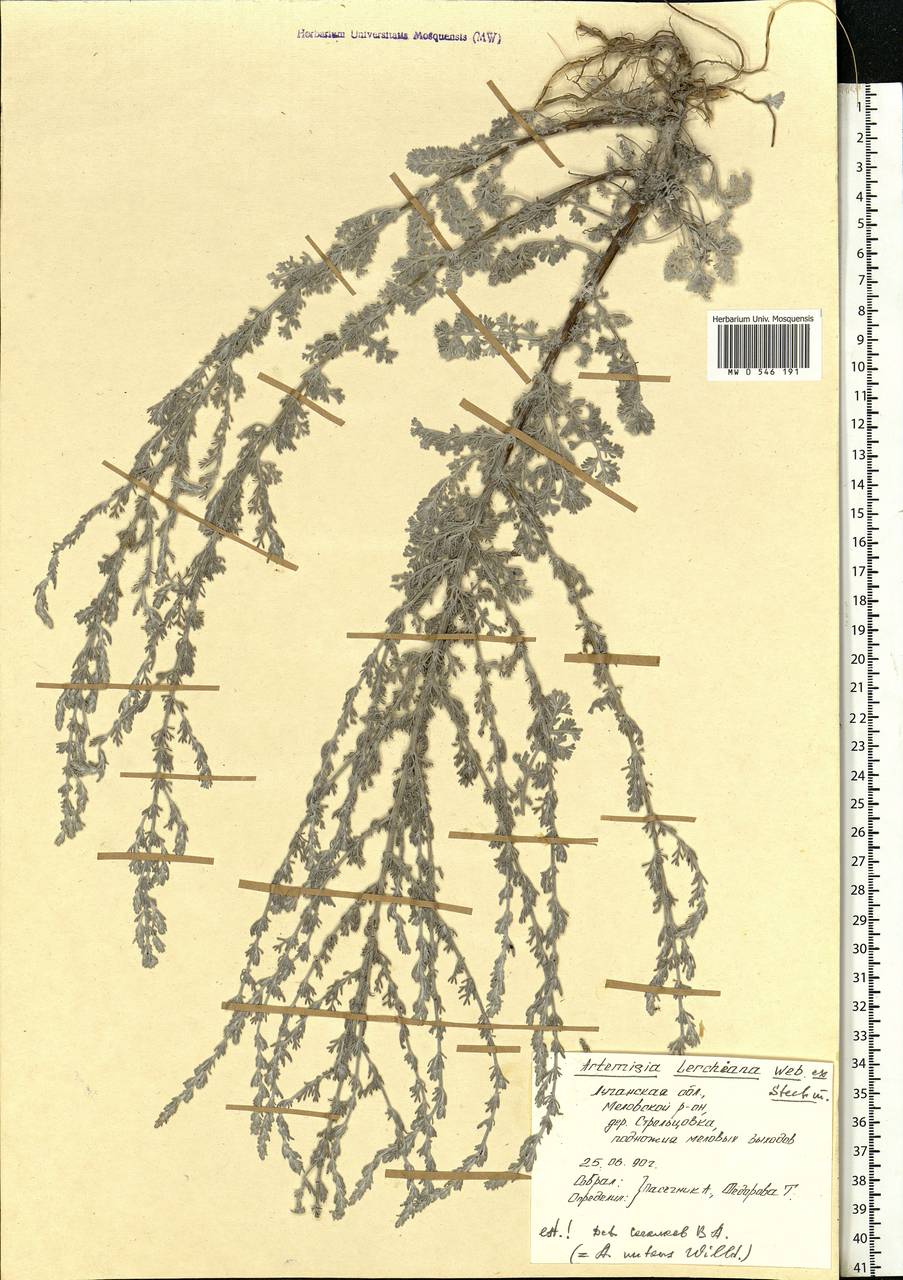 Artemisia lercheana Weber ex Stechm., Eastern Europe, North Ukrainian region (E11) (Ukraine)