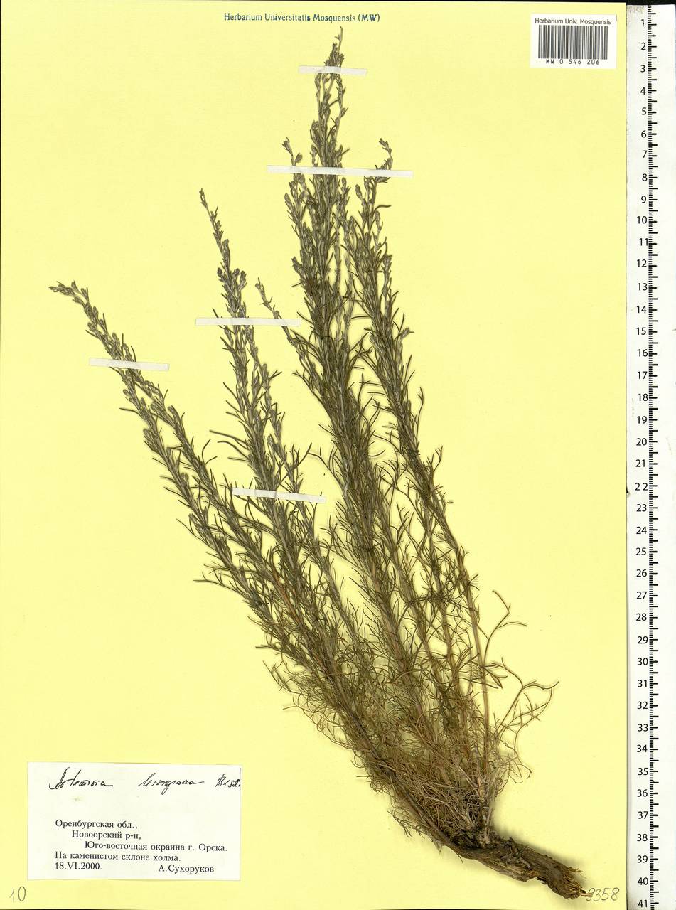 Artemisia lessingiana Besser, Eastern Europe, Eastern region (E10) (Russia)