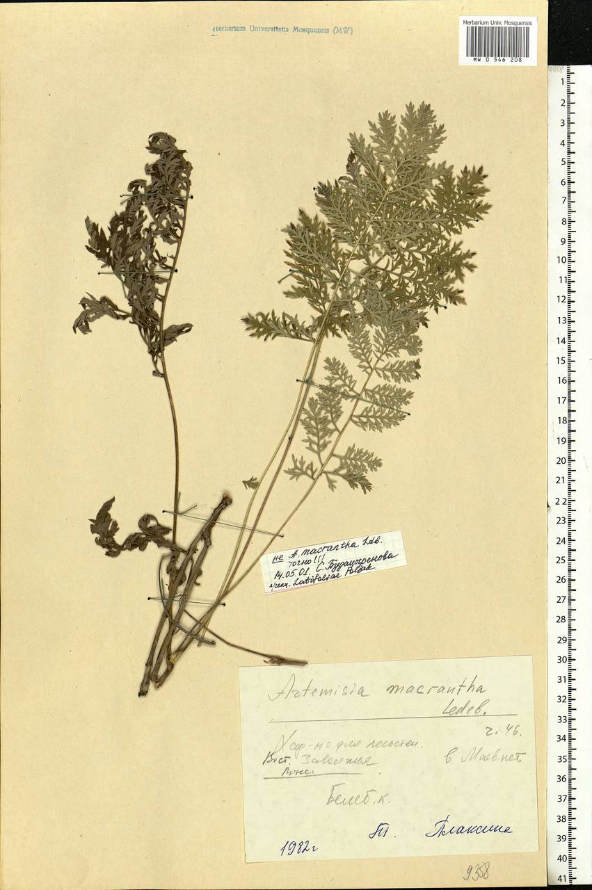 Artemisia macrantha Ledeb., Eastern Europe, Eastern region (E10) (Russia)