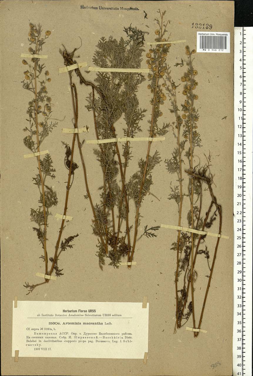 Artemisia macrantha Ledeb., Eastern Europe, Eastern region (E10) (Russia)