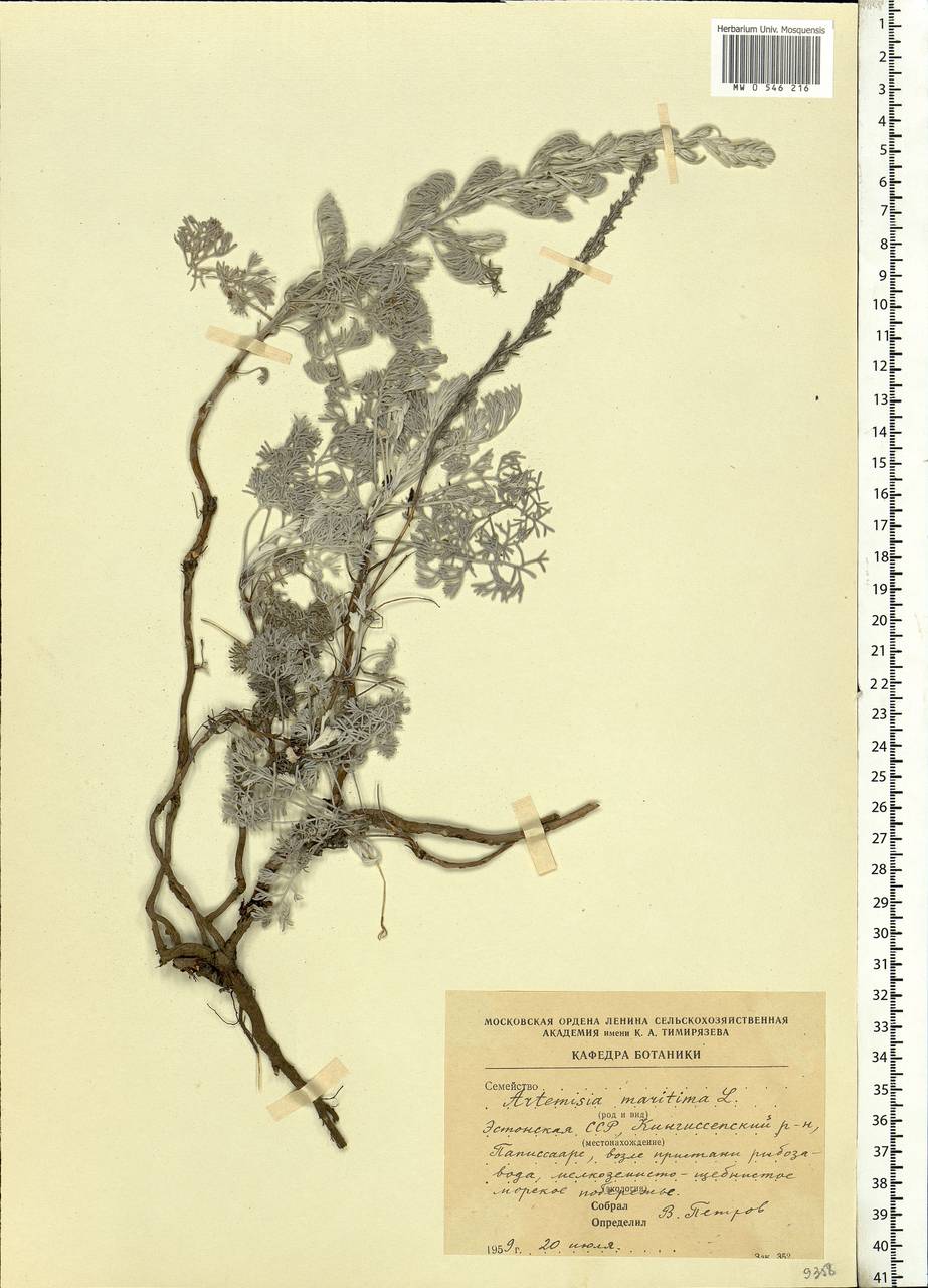 Artemisia maritima L., Eastern Europe, Estonia (E2c) (Estonia)