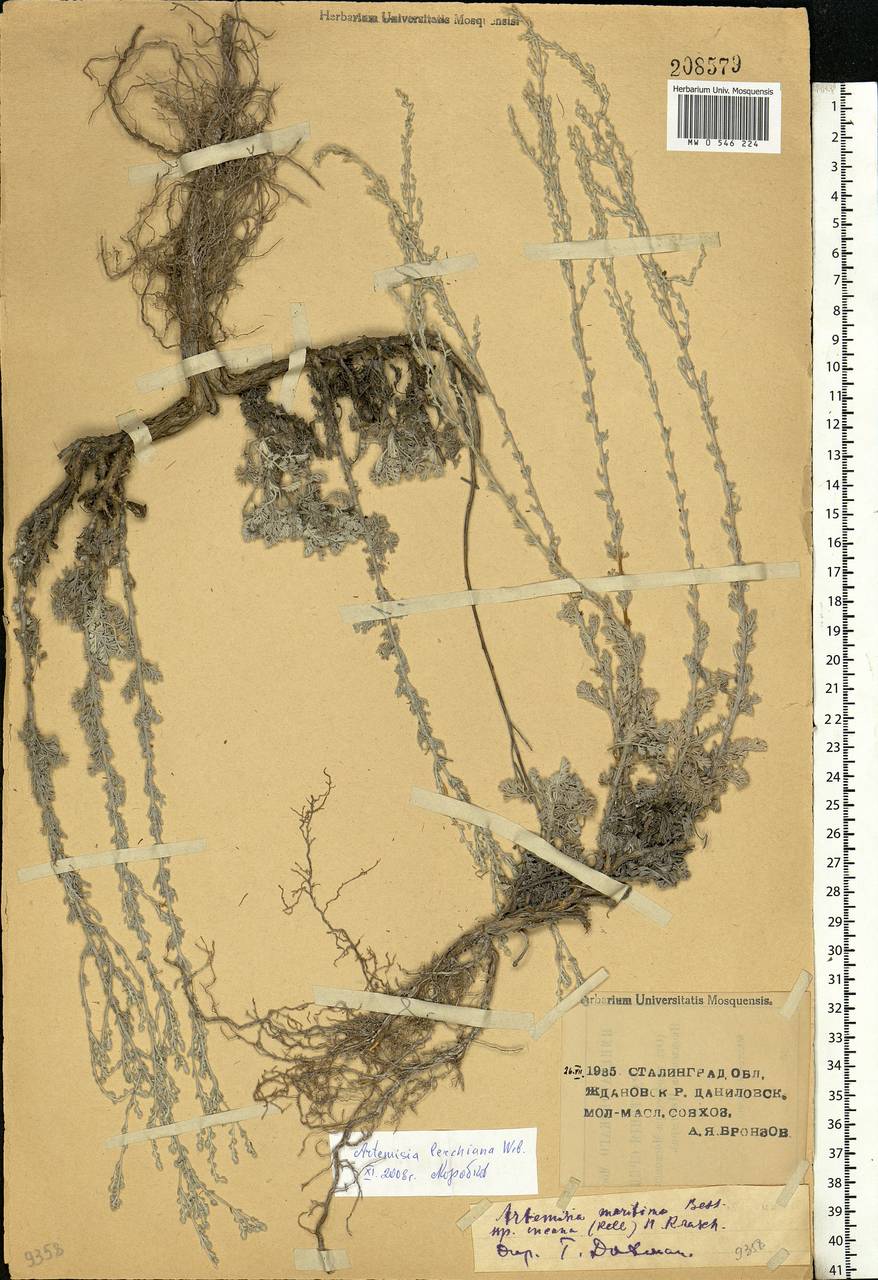 Artemisia lercheana Weber ex Stechm., Eastern Europe, Lower Volga region (E9) (Russia)