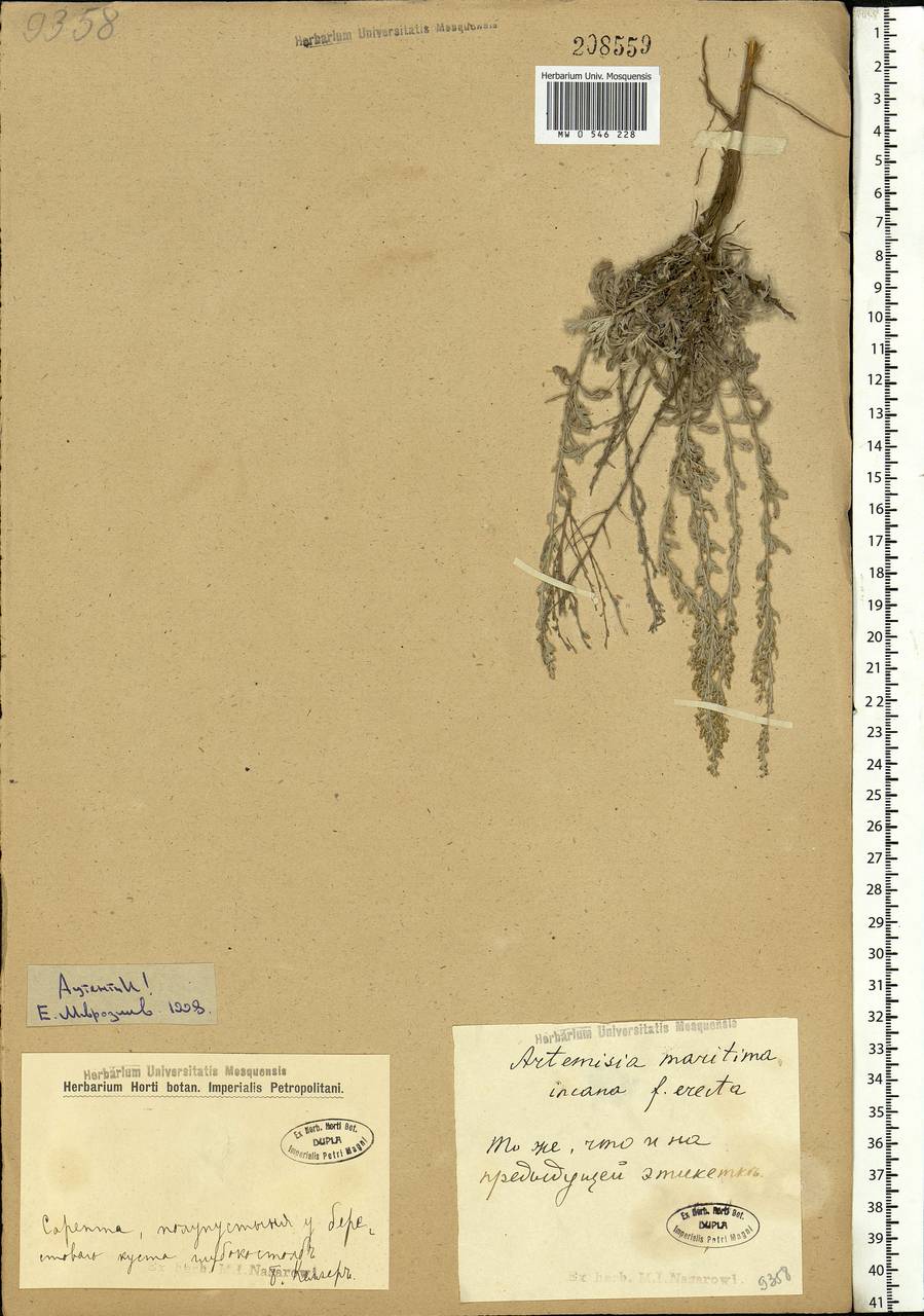Artemisia maritima L., Eastern Europe, Lower Volga region (E9) (Russia)