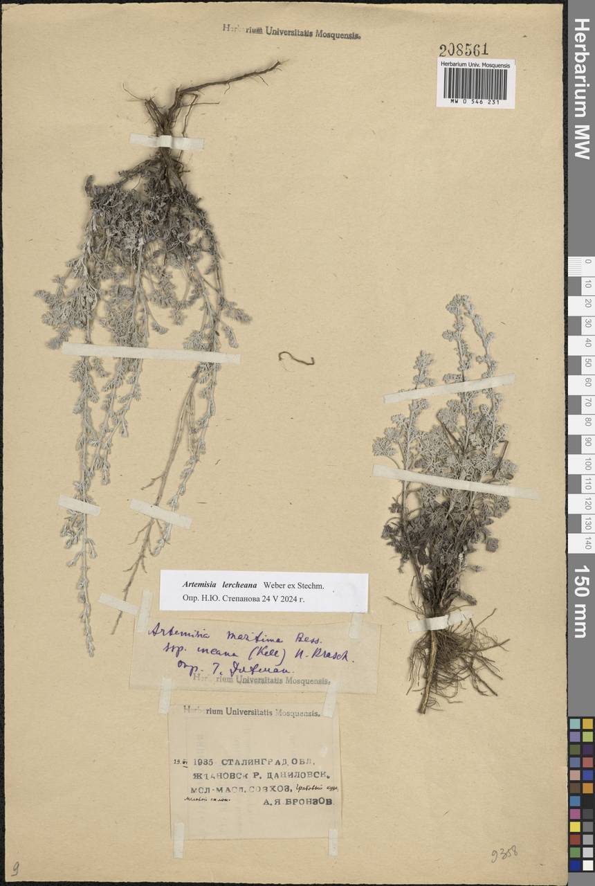 Artemisia maritima L., Eastern Europe, Lower Volga region (E9) (Russia)