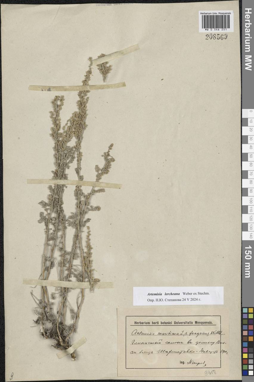 Artemisia maritima L., Eastern Europe, Lower Volga region (E9) (Russia)