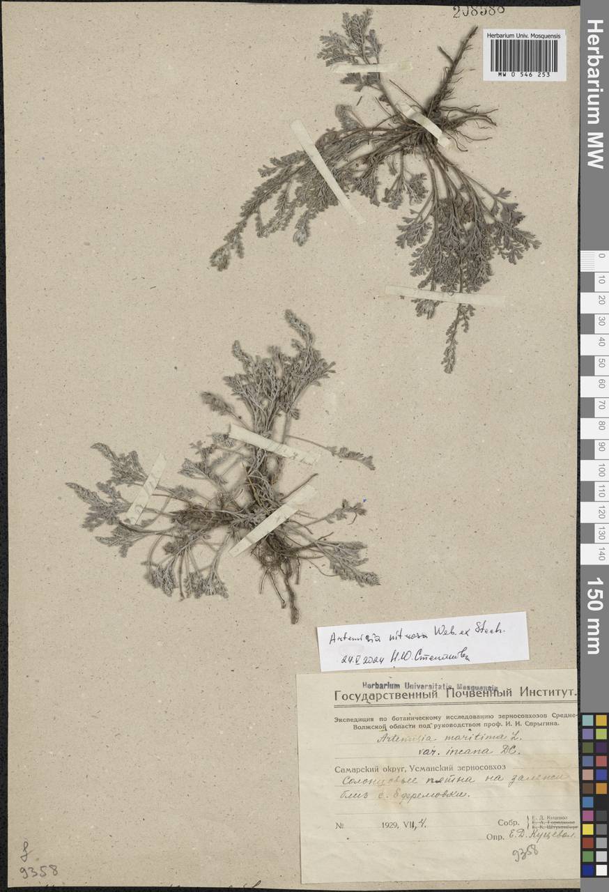 Artemisia nitrosa Weber ex Stechm., Eastern Europe, Middle Volga region (E8) (Russia)