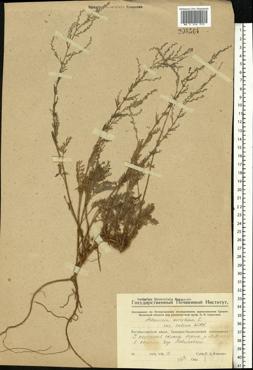 Artemisia maritima L., Eastern Europe, Eastern region (E10) (Russia)