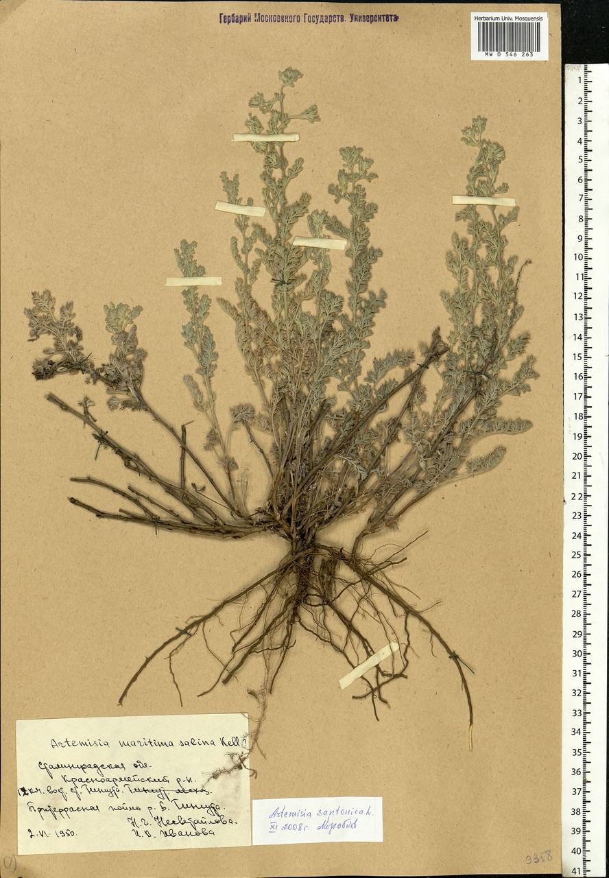 Artemisia maritima L., Eastern Europe, Lower Volga region (E9) (Russia)