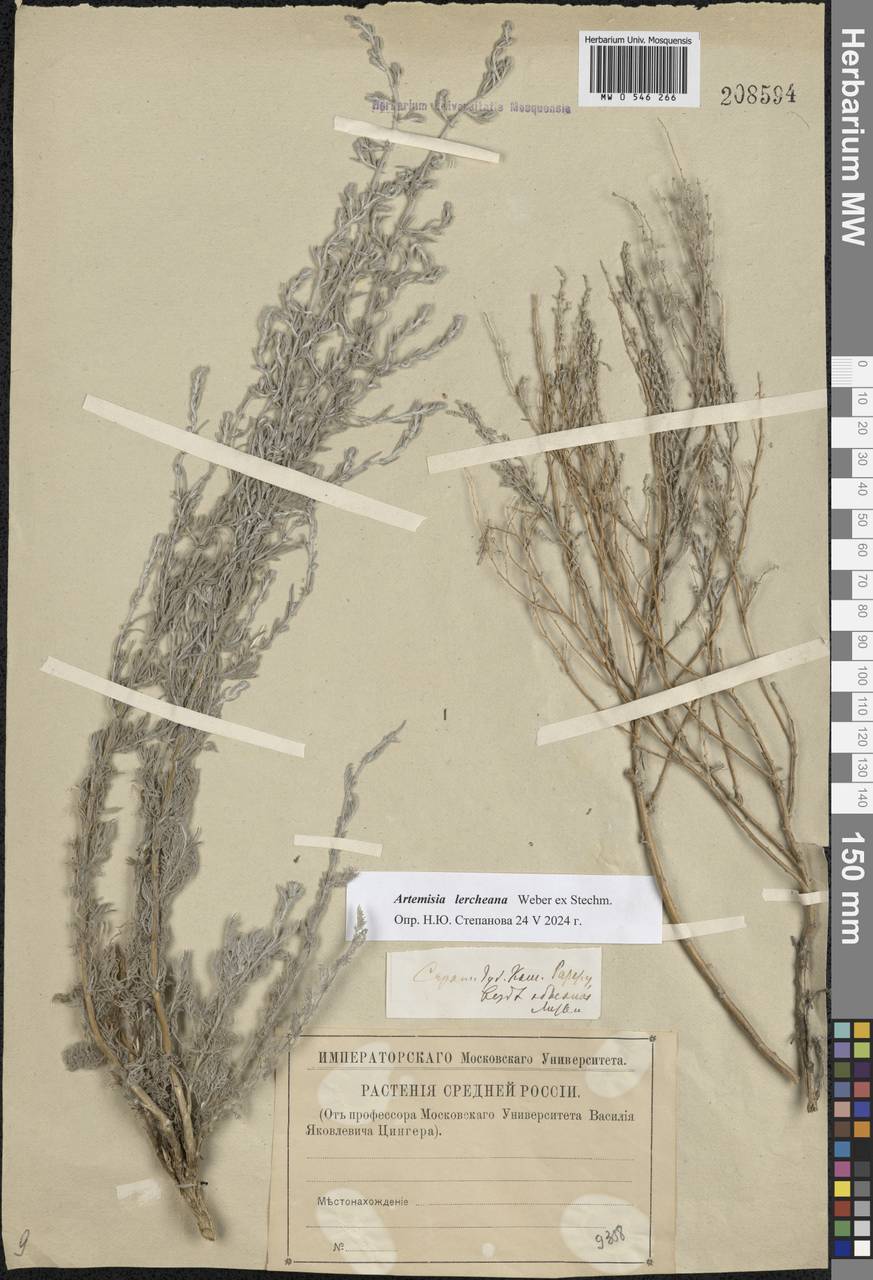 Artemisia maritima L., Eastern Europe, Lower Volga region (E9) (Russia)