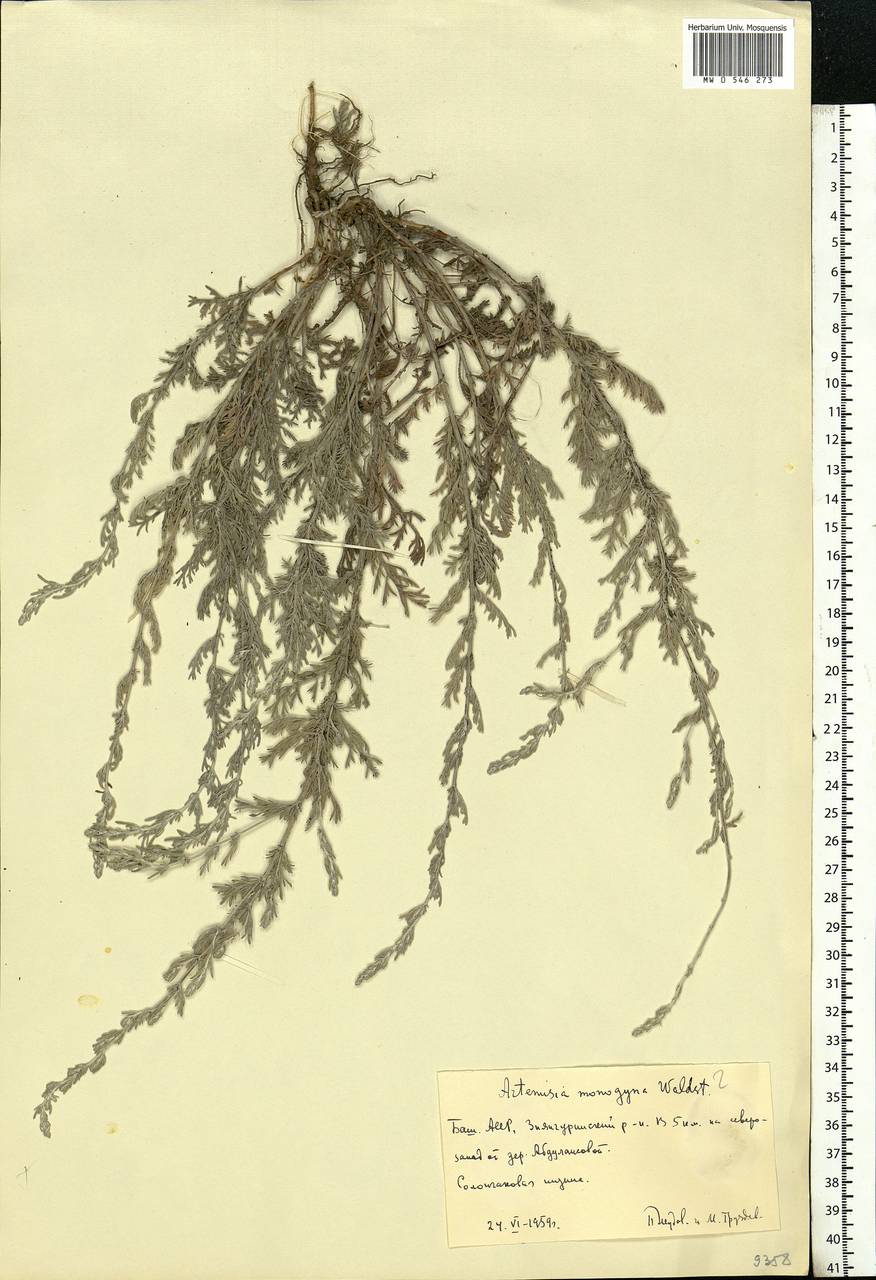 Artemisia caerulescens subsp. caerulescens, Eastern Europe, Eastern region (E10) (Russia)