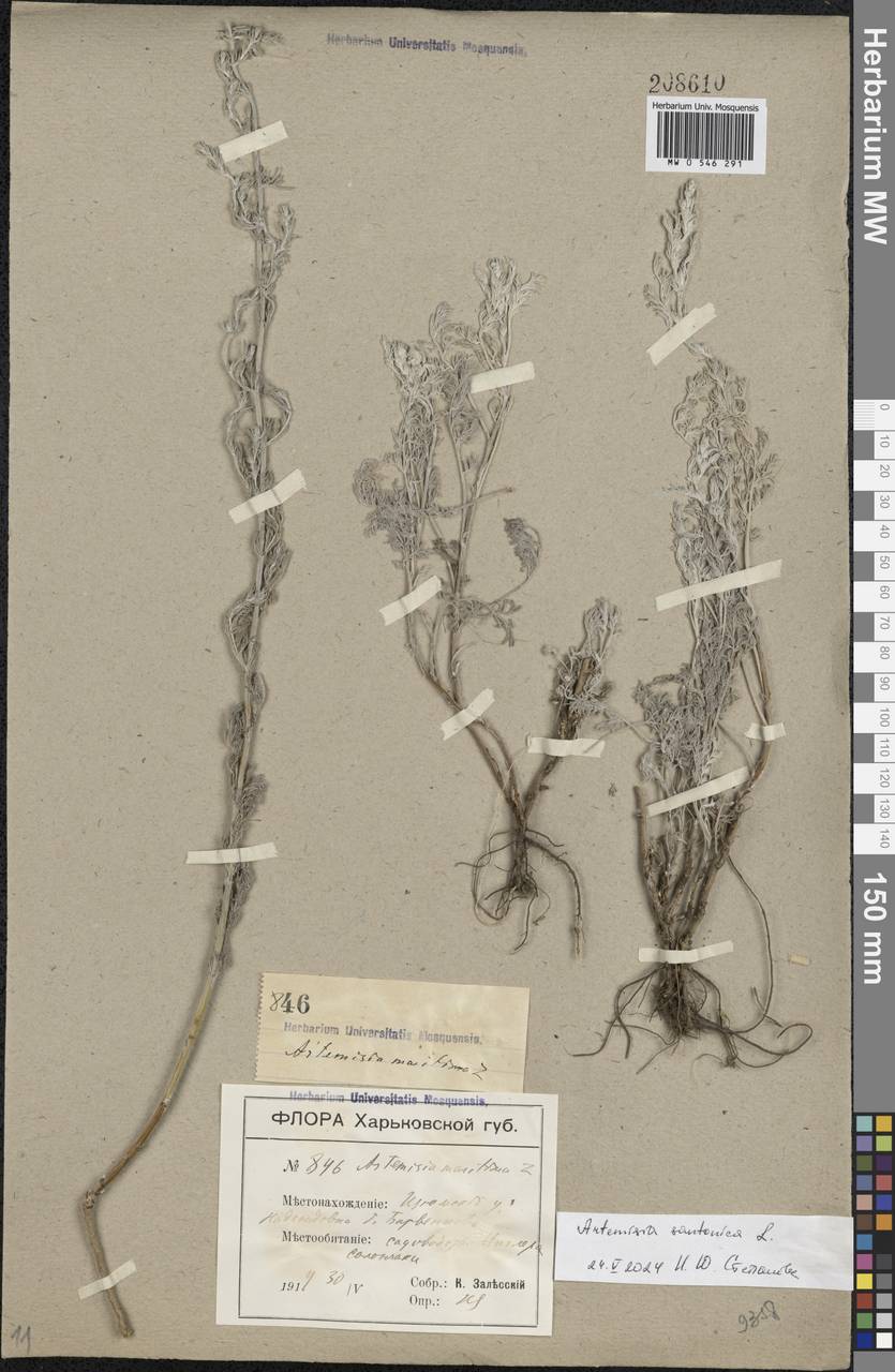 Artemisia maritima L., Eastern Europe, South Ukrainian region (E12) (Ukraine)