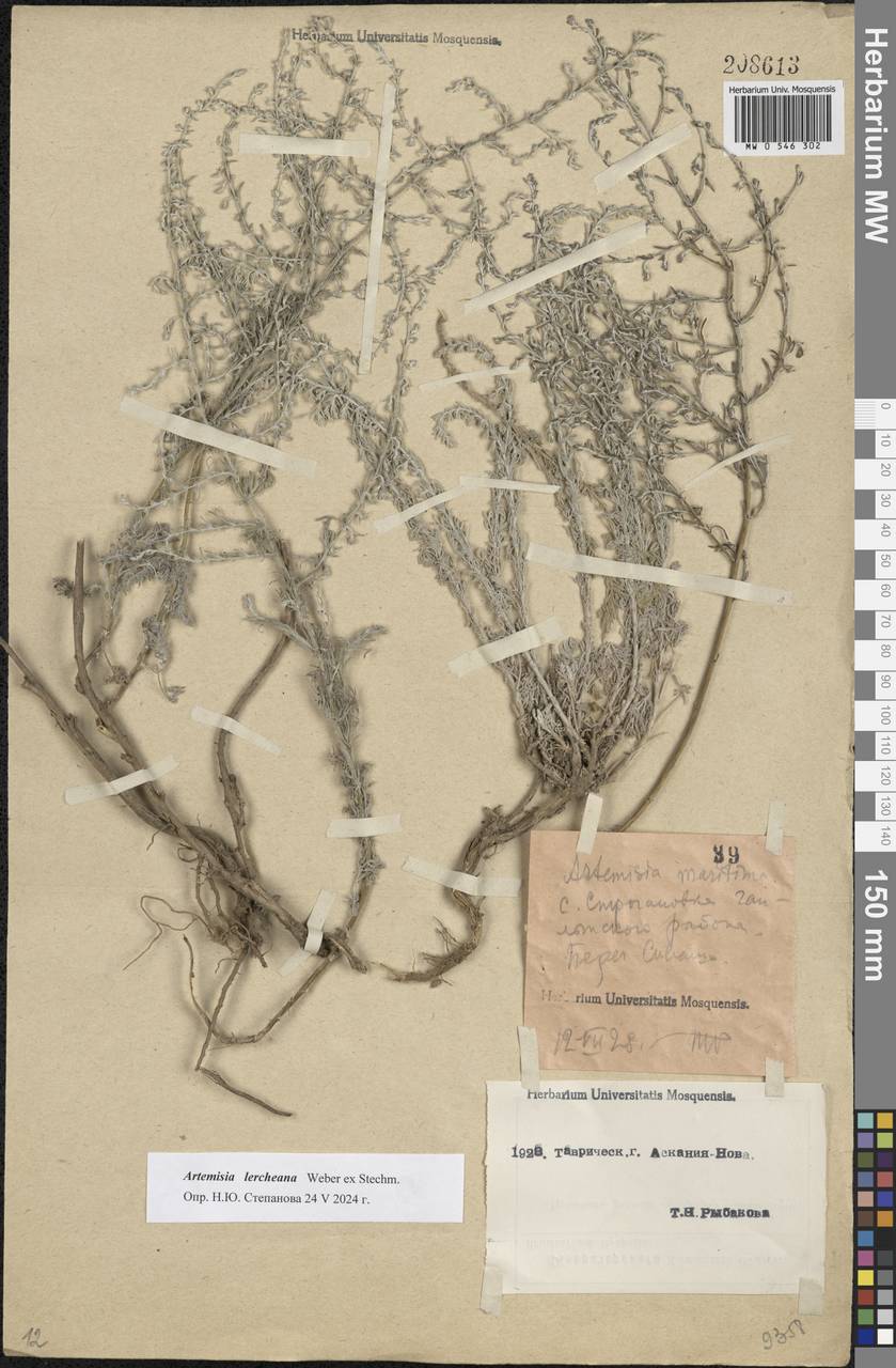 Artemisia lercheana Weber ex Stechm., Eastern Europe, South Ukrainian region (E12) (Ukraine)