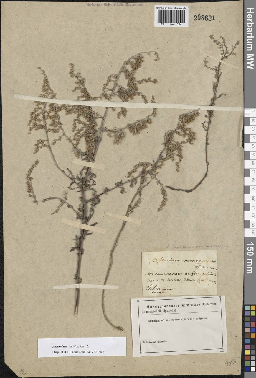 Artemisia maritima L., Eastern Europe, South Ukrainian region (E12) (Ukraine)