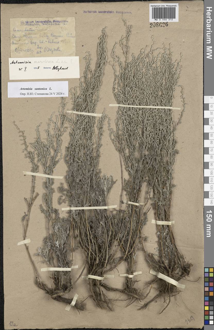 Artemisia maritima L., Eastern Europe, Rostov Oblast (E12a) (Russia)